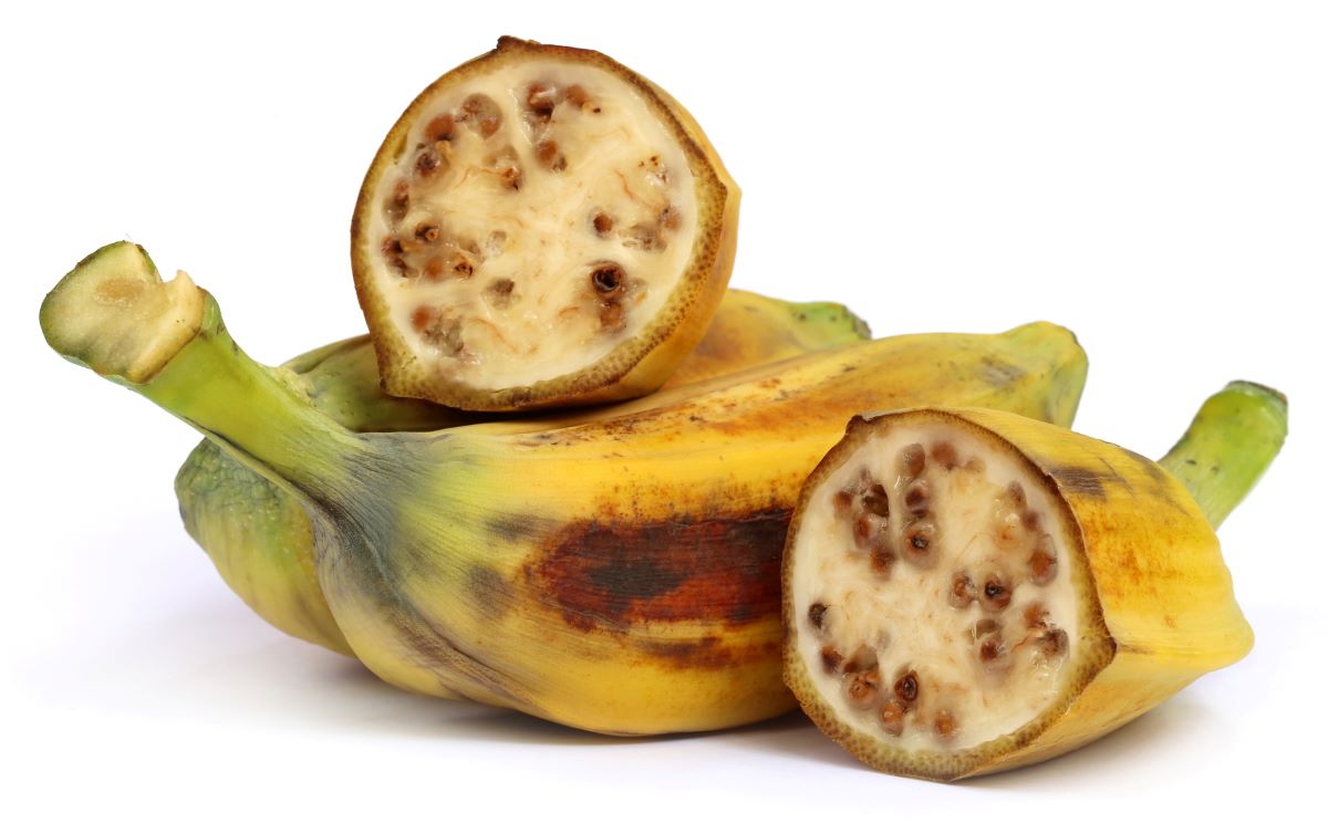 Druh divého banánu